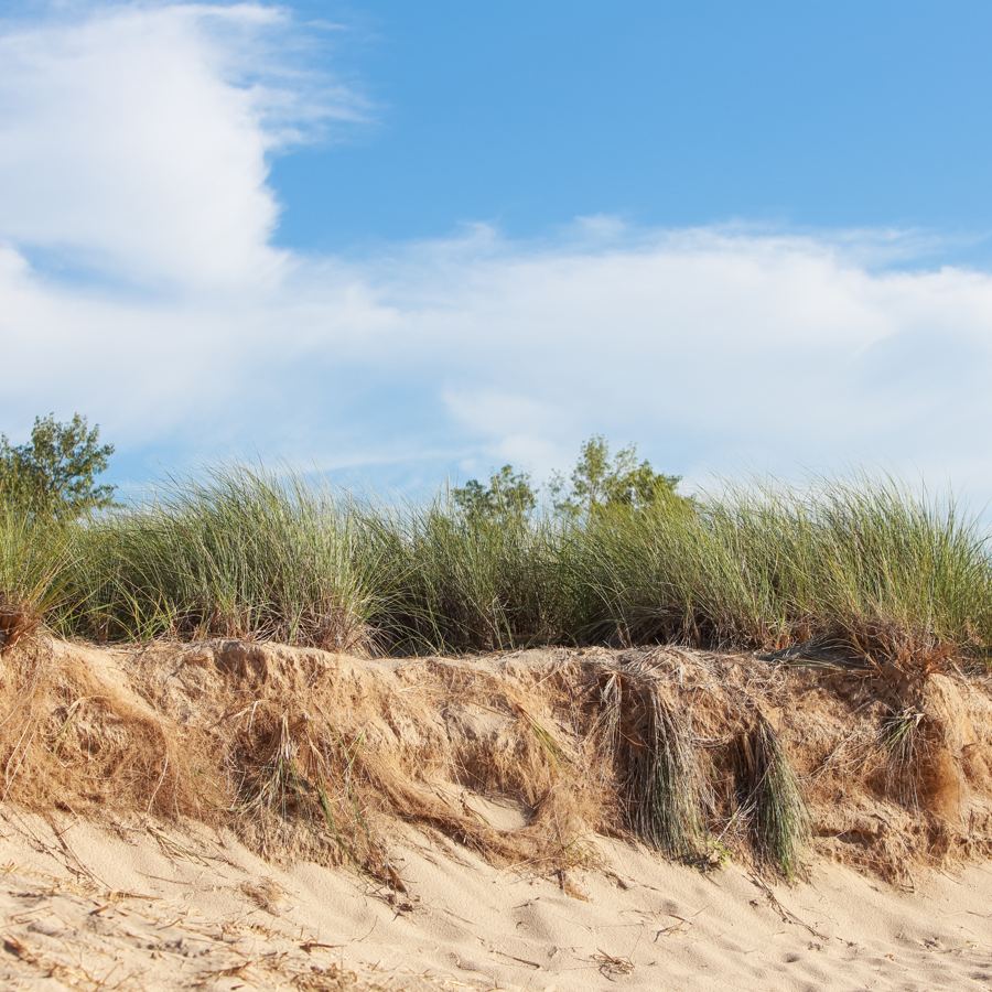 Dune grass on a Lake Michigan beach
